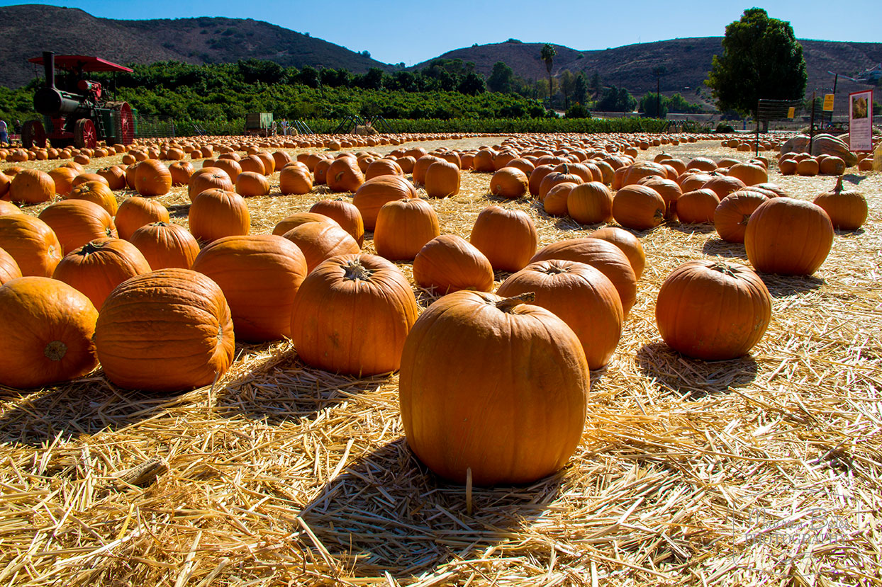 Pumpkin Patch