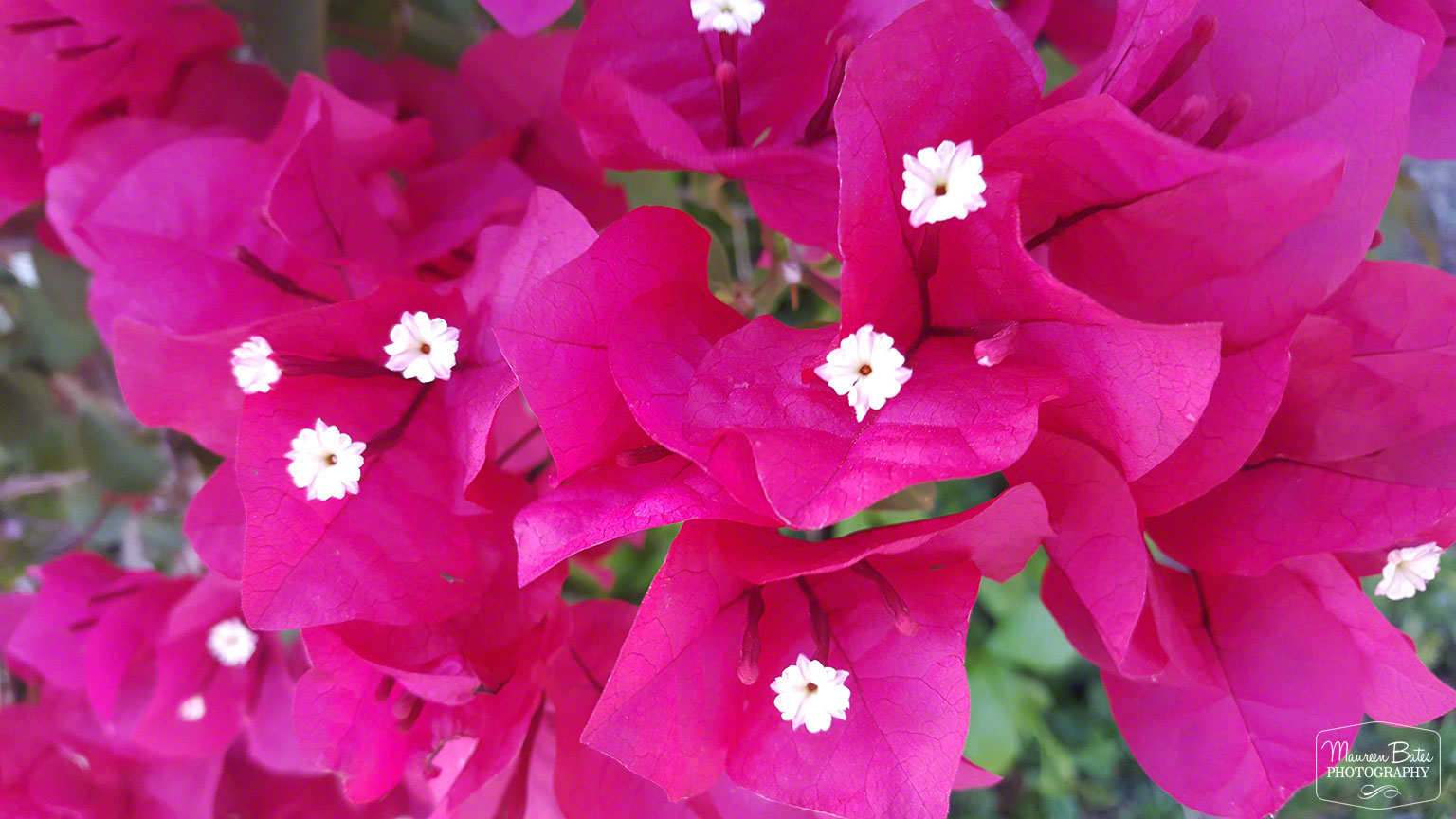 Bougainvillea, Close Up, Maureen Bates Photography
