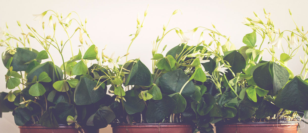 St. Patrick's Day Clovers Maureen Bates Photography