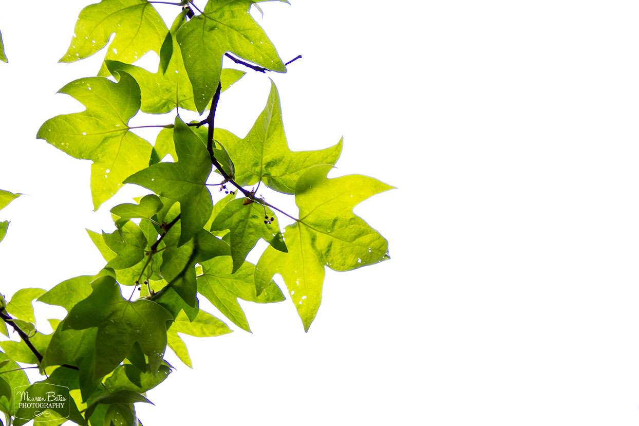 Green Leaves, Negative Space, Ojai California, Maureen Bates Photography, www.maureenbates.com