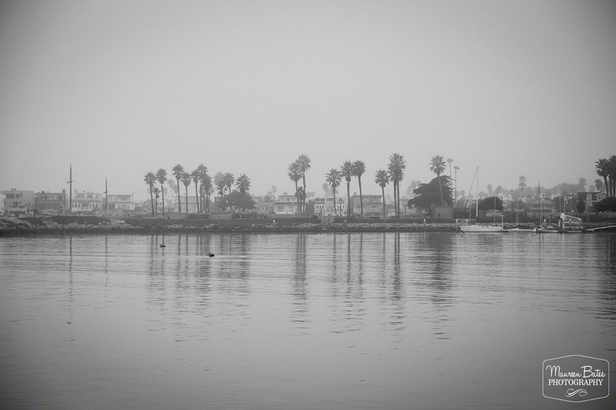 Homes Palm Trees Along The Water, Maureen Bates Photography https://society6.com/product/homes-and-palm-tree-along-the-water_print?curator=maureenbatesphotography