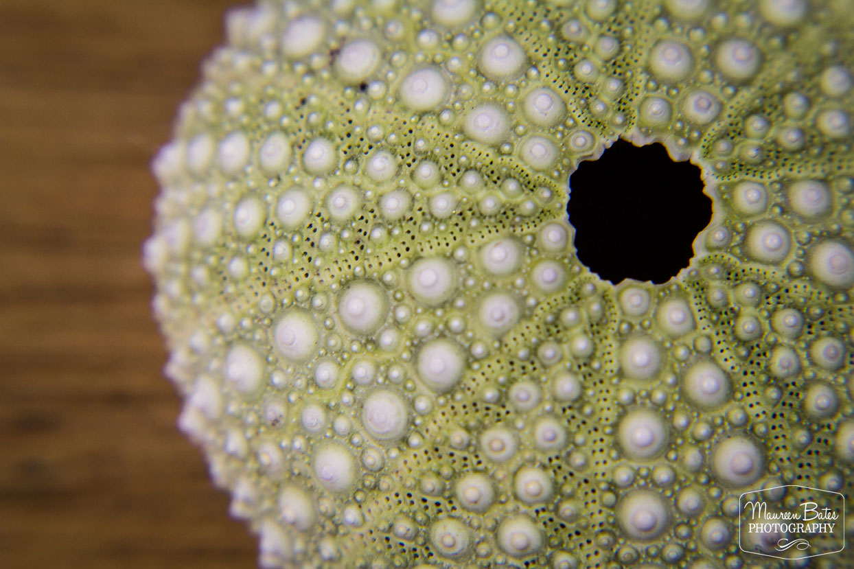 Sea Urchin Print, Maureen Bates Photography, Shop, www.MaureenBates.com