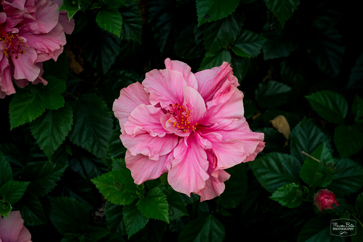 Maureen Bates Photography, Pale Pink Hibiscus, Shop, maureenbates.com