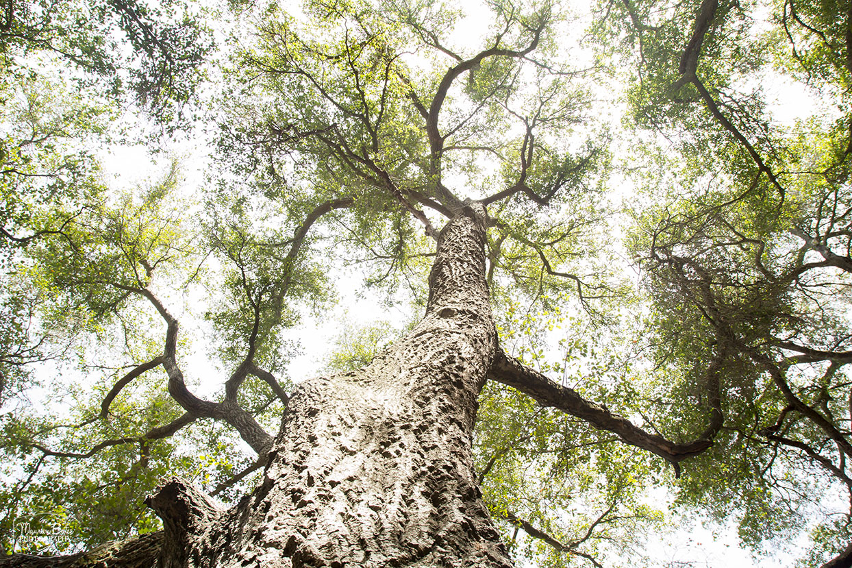 Maureen Bates Photography, Tree, Ojai, California, Fine Art Print