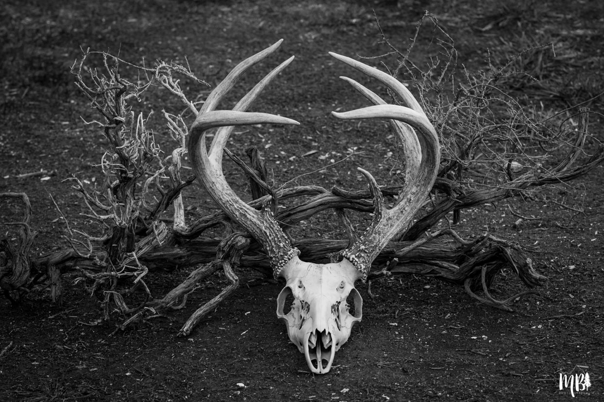 Maureen Bates Photography, Deer Skull, Home Decor, Art Print, Adventure, https://society6.com/product/deer-skull-zgj_print?curator=maureenbatesphotography