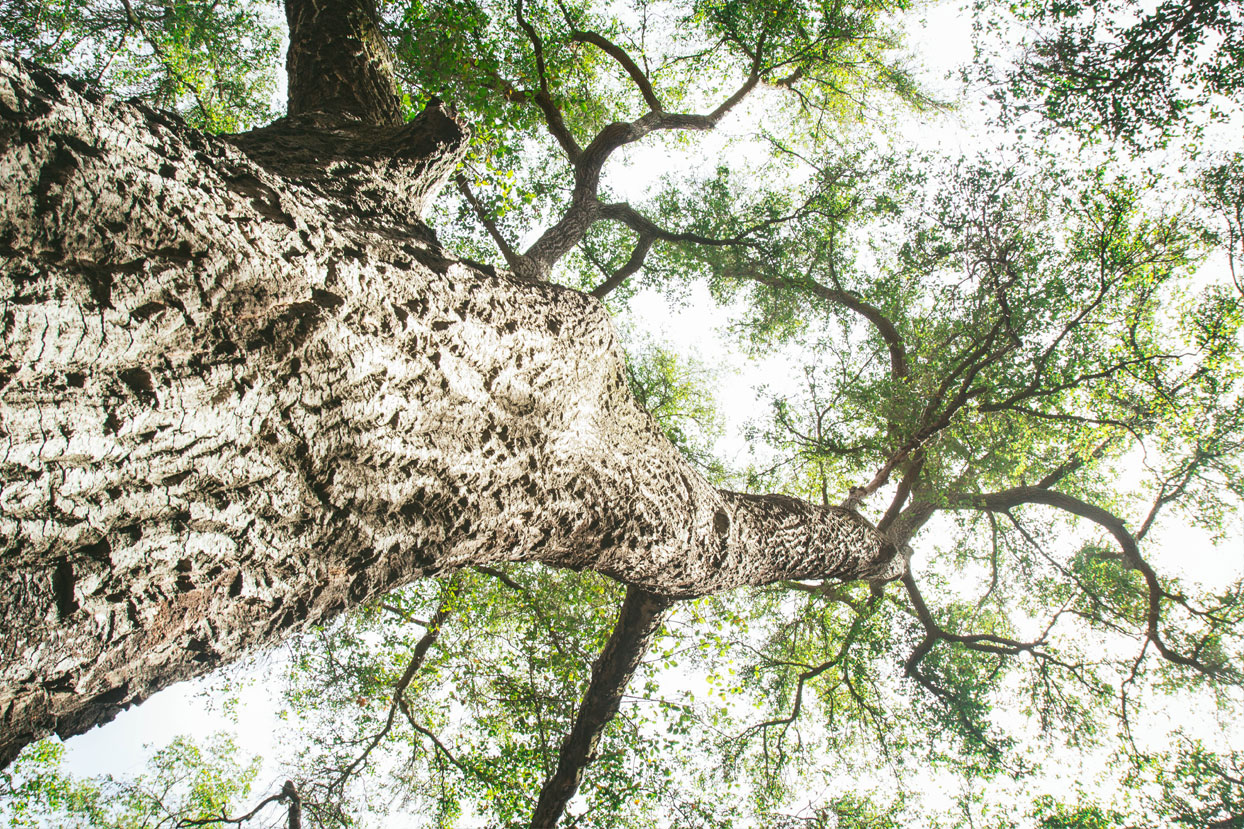 Maureen Bates Photography, Blog Looking Up Post, Tree, Nature Photography, maureenbates.com