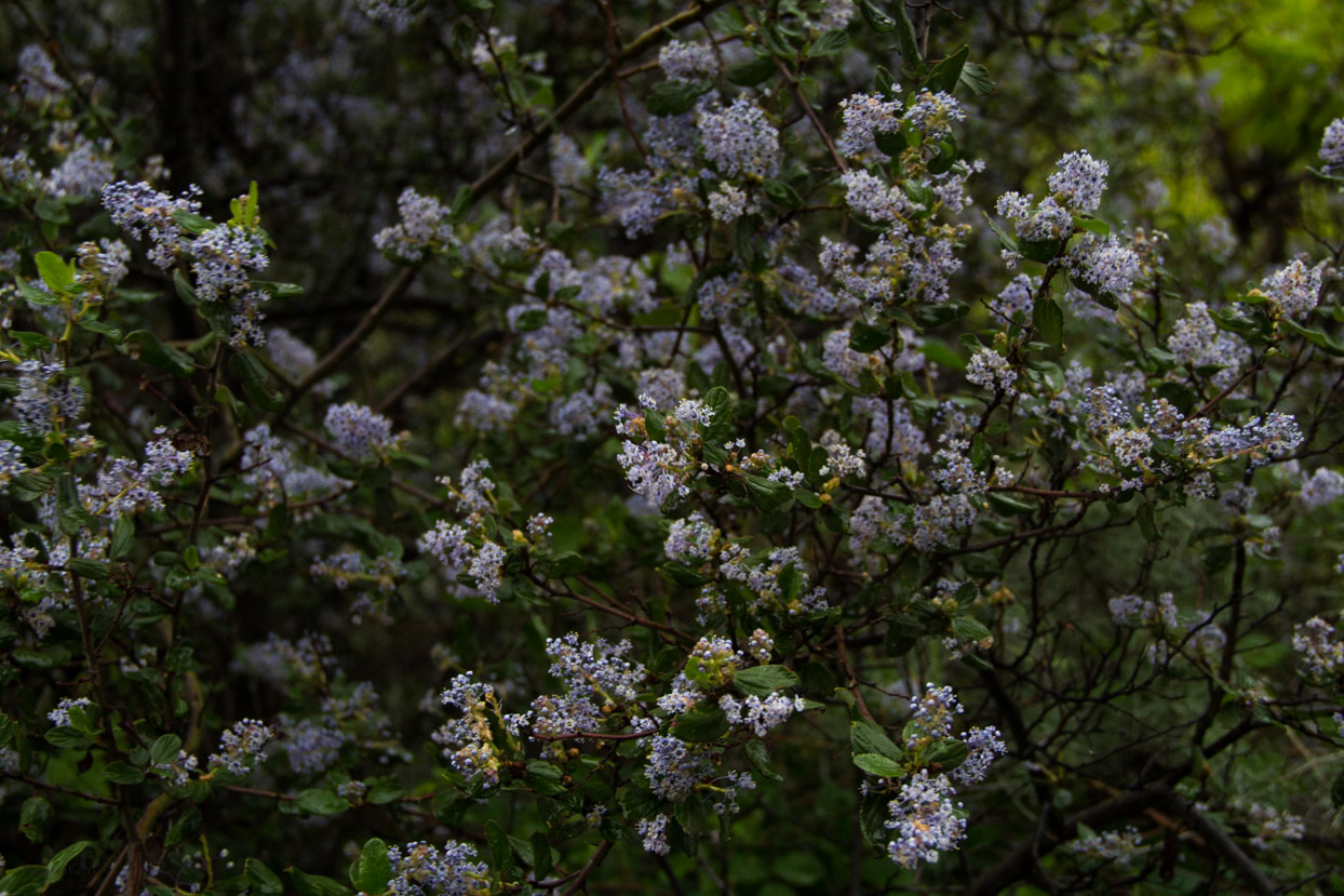 Photo Challenge & Tip: Fill The Frame this week. Choose a subject that will fill the frame of your camera. Photograph wide or tight shot of your subject. The main focal point of your subject matter can be it different location in the frame. Remember the Rule of Thirds, place the main subject on one of the intersecting lines.