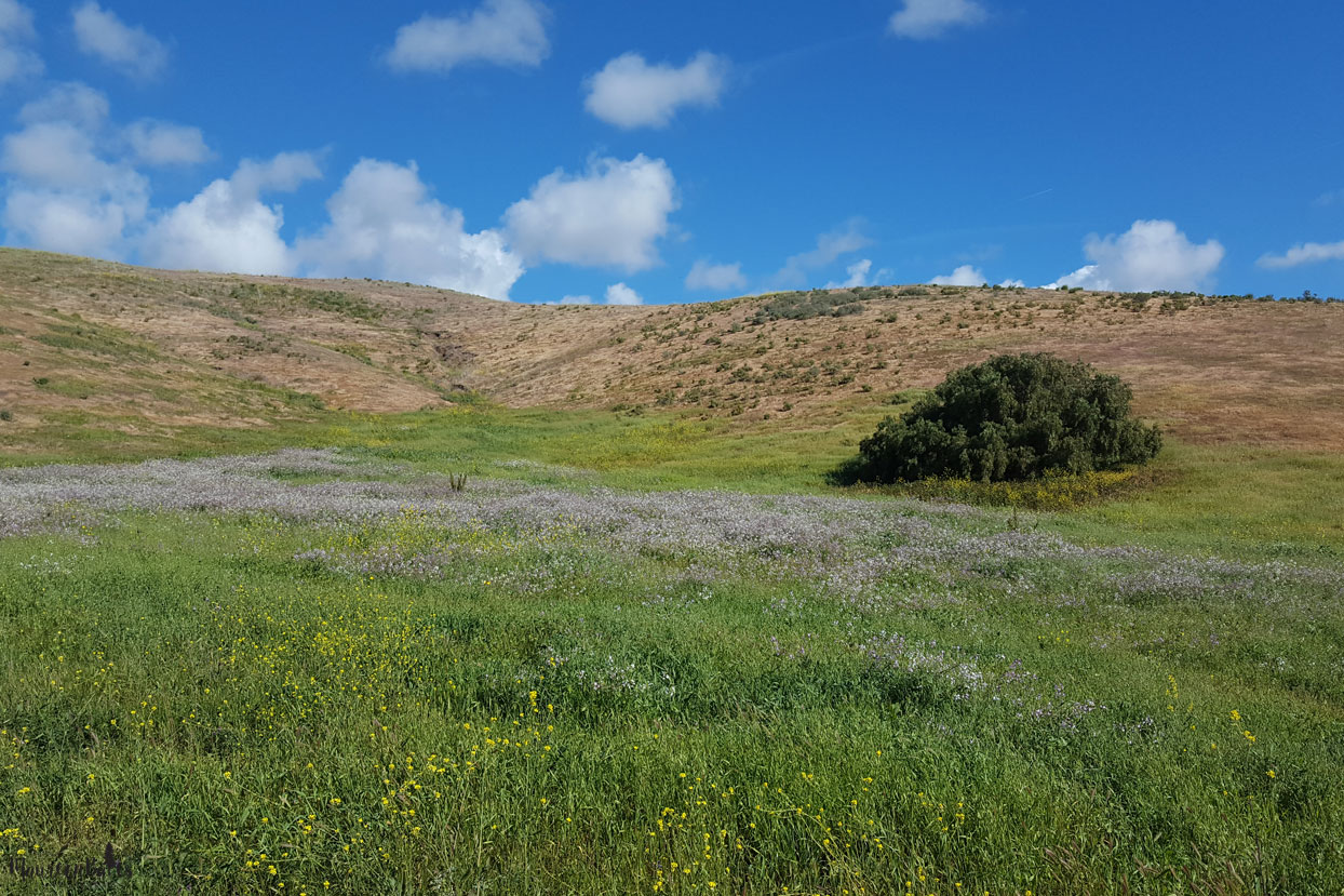 Photo Challenge & Tip Out In Nature. Post your Photo Challenge & Tip: Out In Nature photo(s) on social media and use the hashtag #MBPhotoChallenge Every Monday I’ll give you a photo prompt to enhance your photography skills and you’ll have a great future album!! Join Me, Maureen Bates Photography!