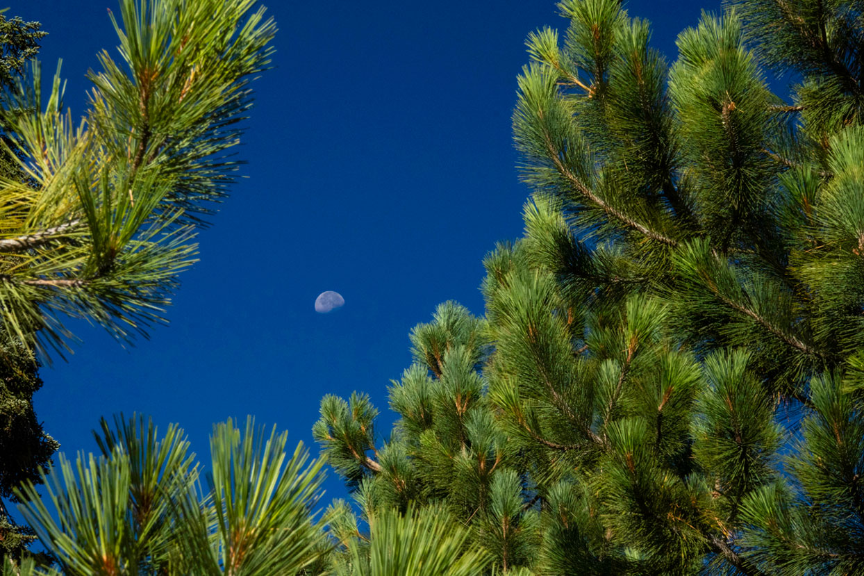 Moon framed by full pine tree branches.
