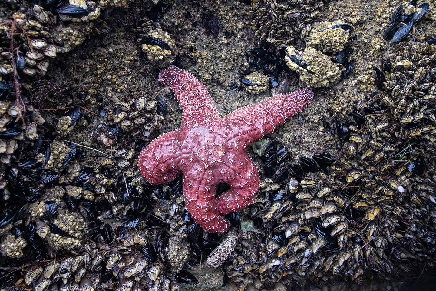 Red starfish surrounded by mussels on rock.