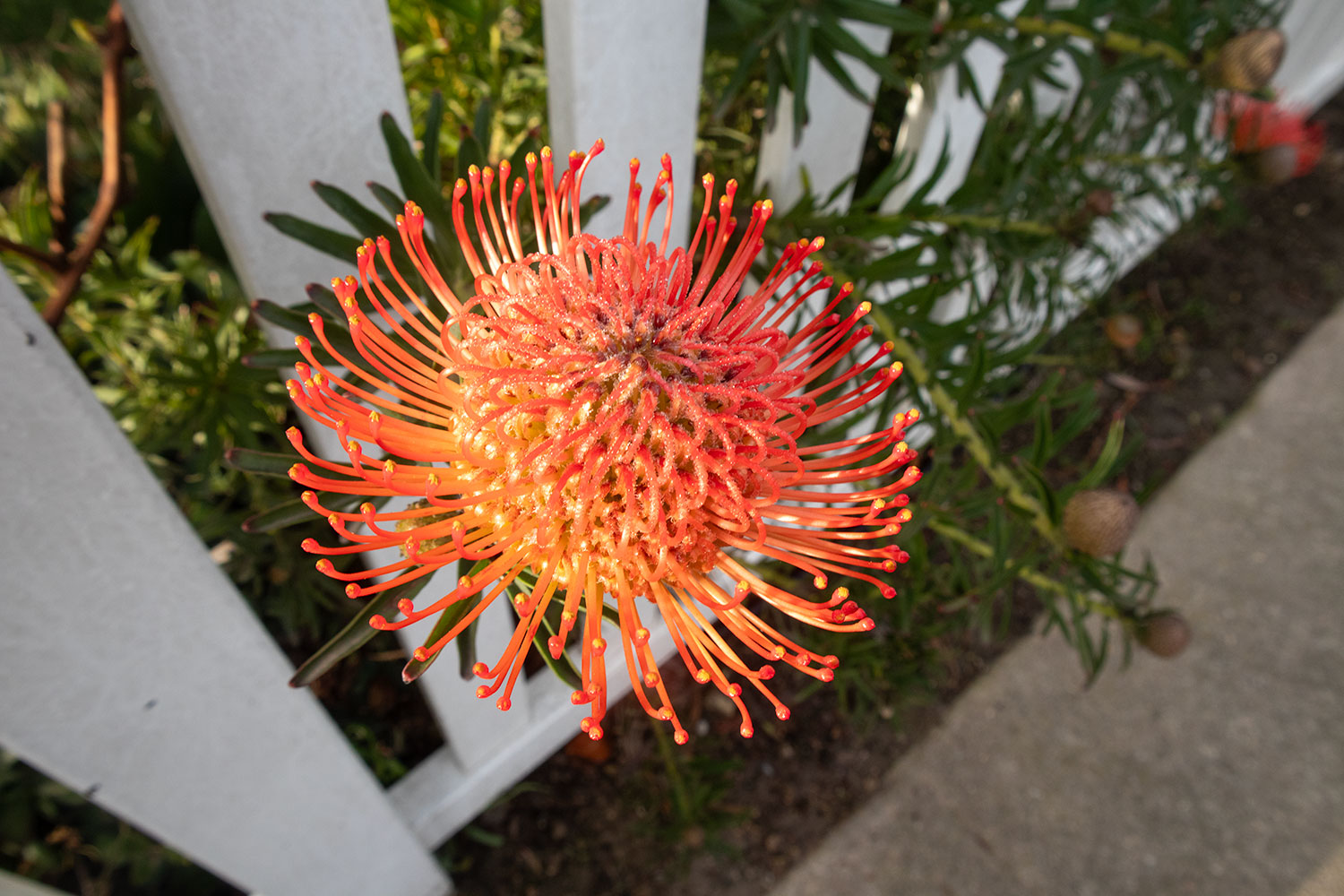 Orange flower and green stems coming white picket fence.
