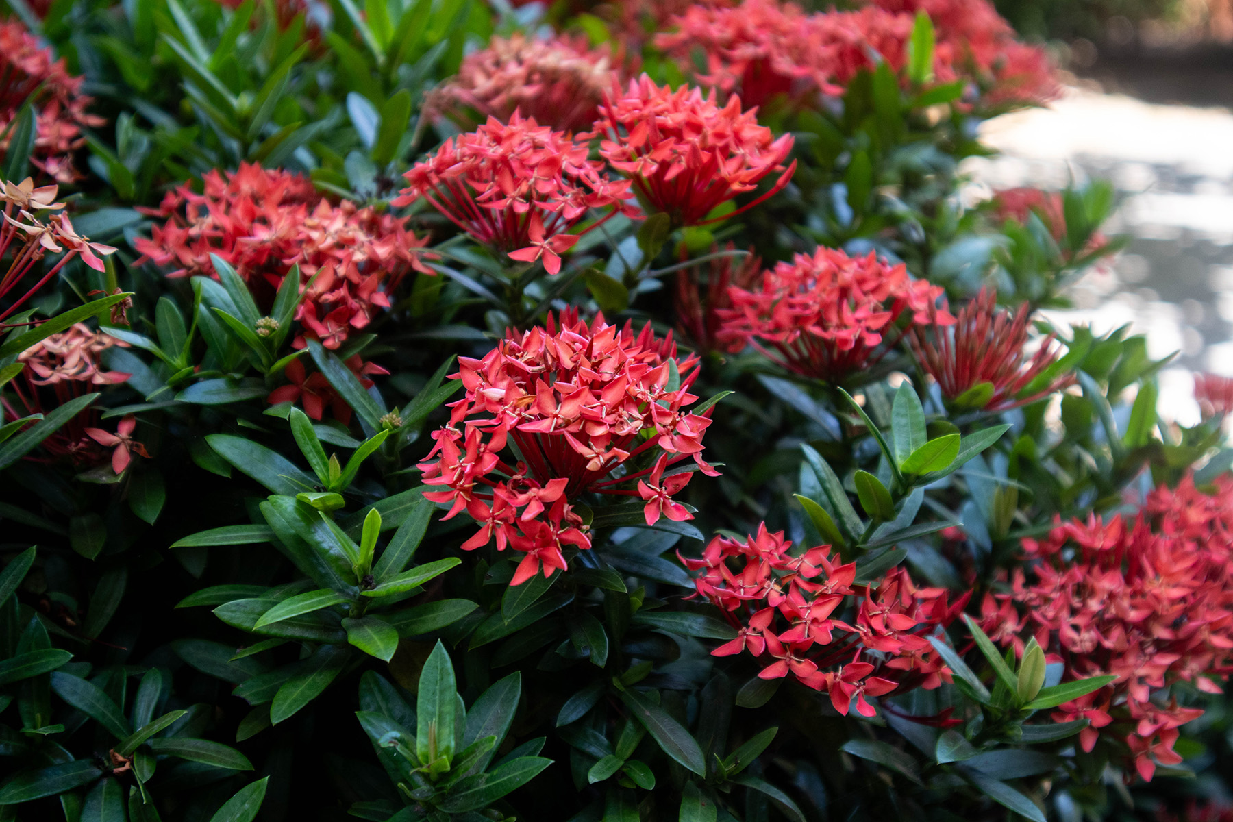 Vibrant Ixora blooms in lush garden at Punta Islita, Guanacaste, Costa Rica.