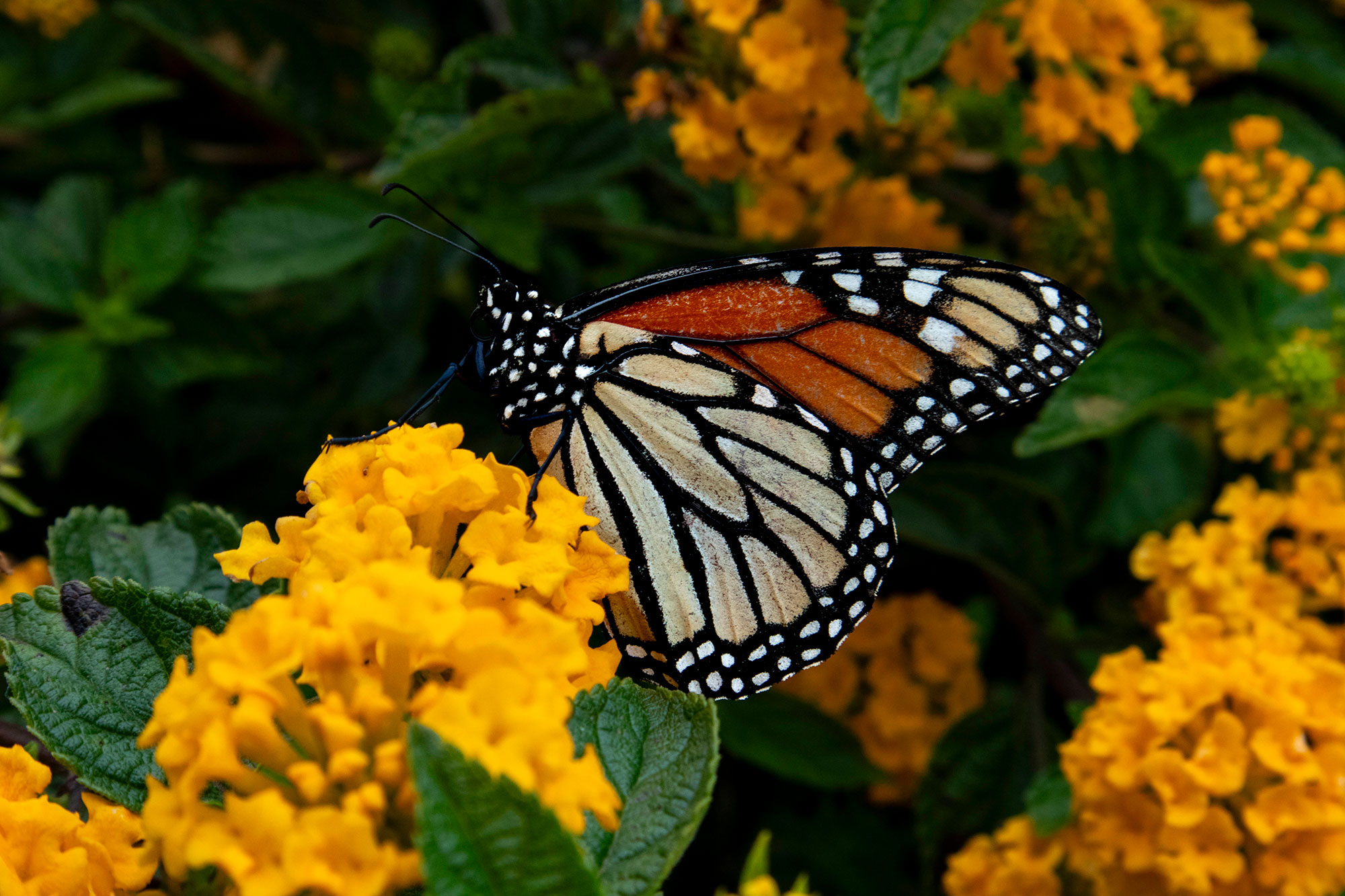 Monarch Butterfly Maureen Sarah Photography Print Shop