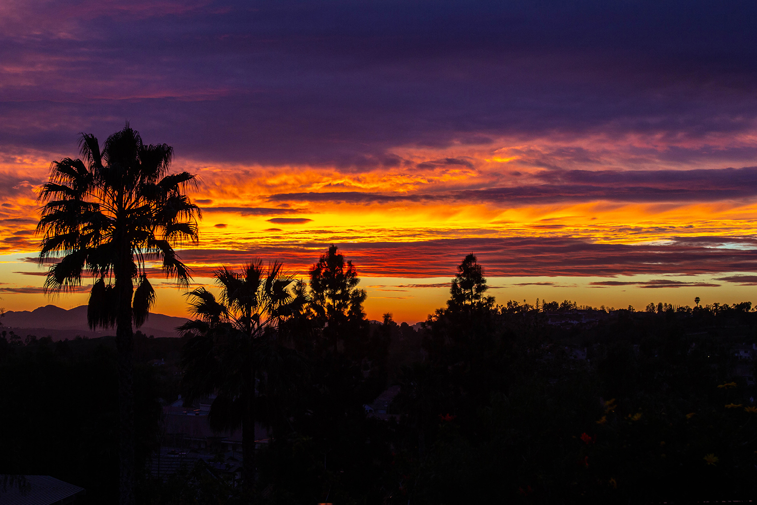 Southern California Sunset With Palm Trees