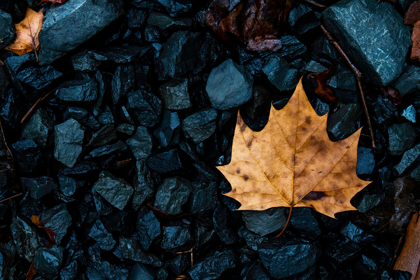 Maureen Sarah Photography Leaf