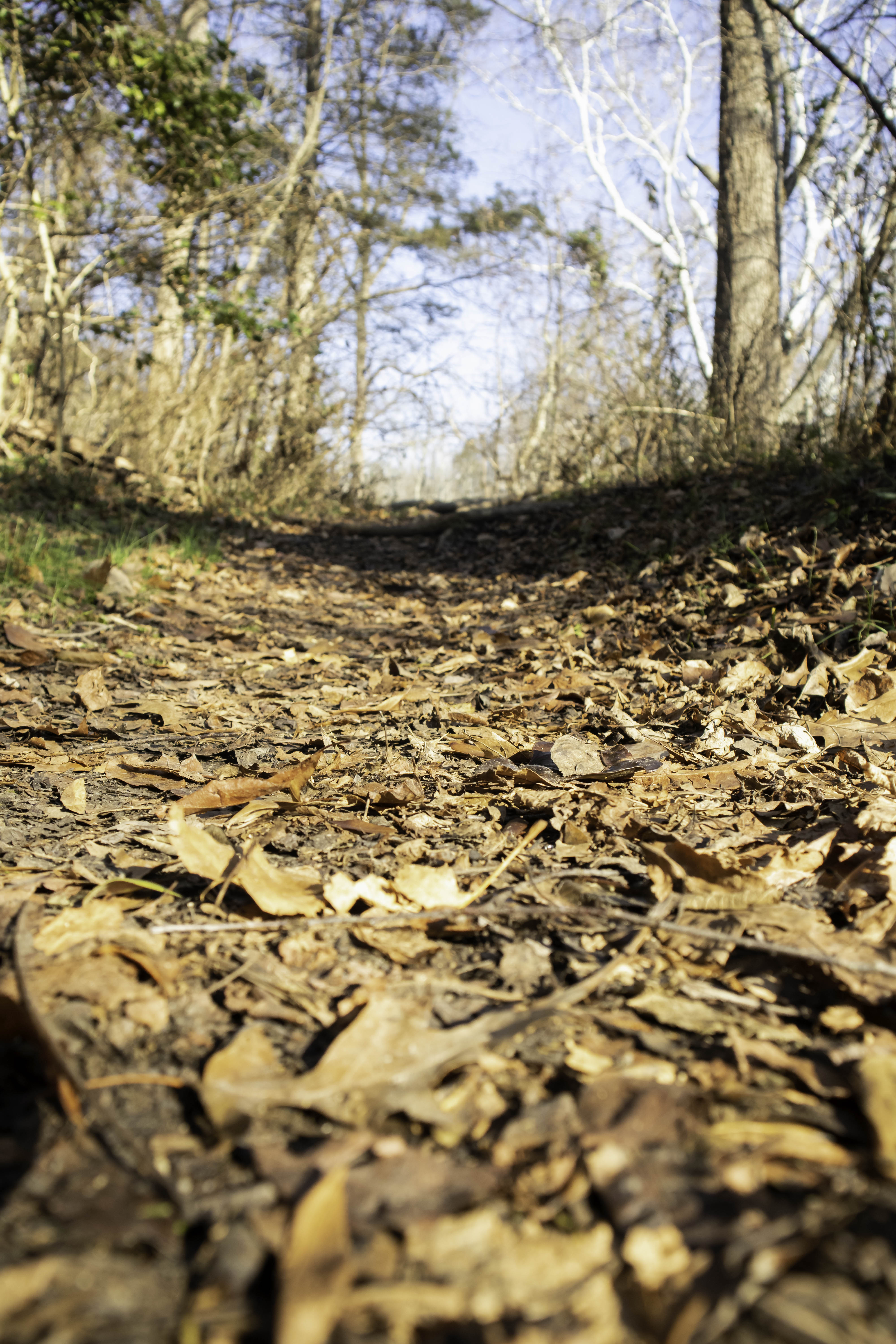 Maureen Sarah Photography Fall Leaves On Hiking Trail