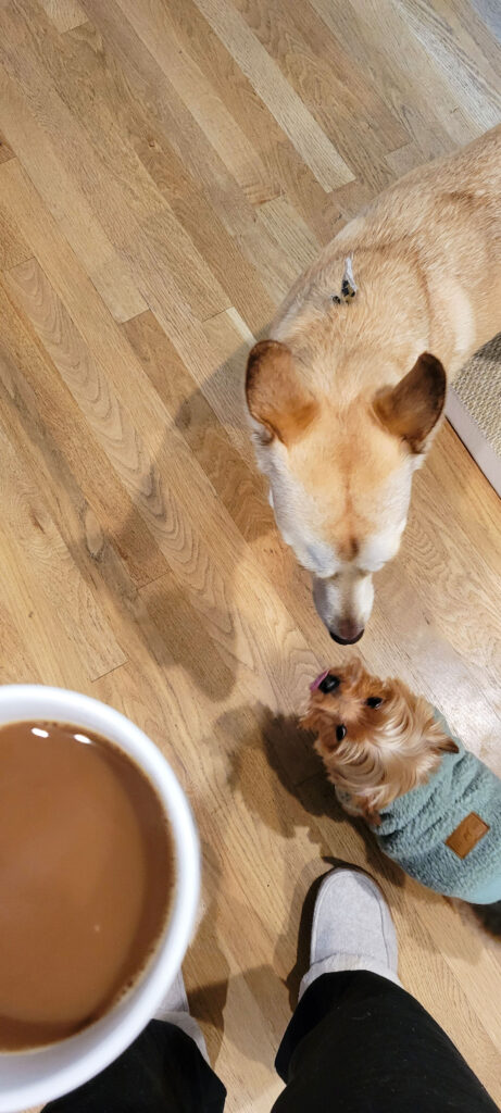 Looking down at two dogs while holding a cup of coffee.