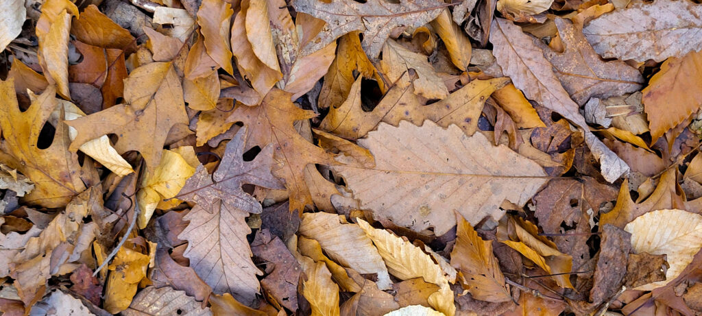 Pile of dry brown leaves