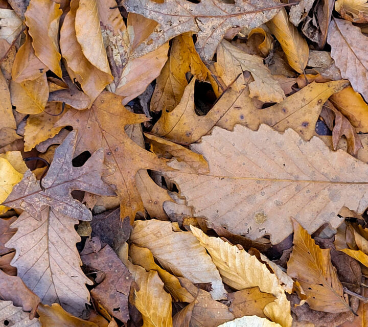 Pile of dry brown leaves