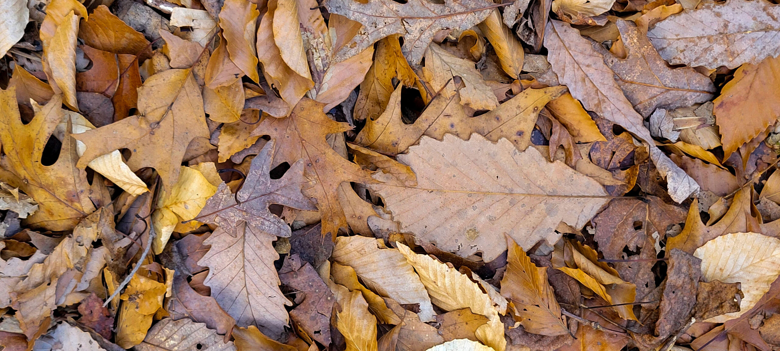 Pile of dry brown leaves